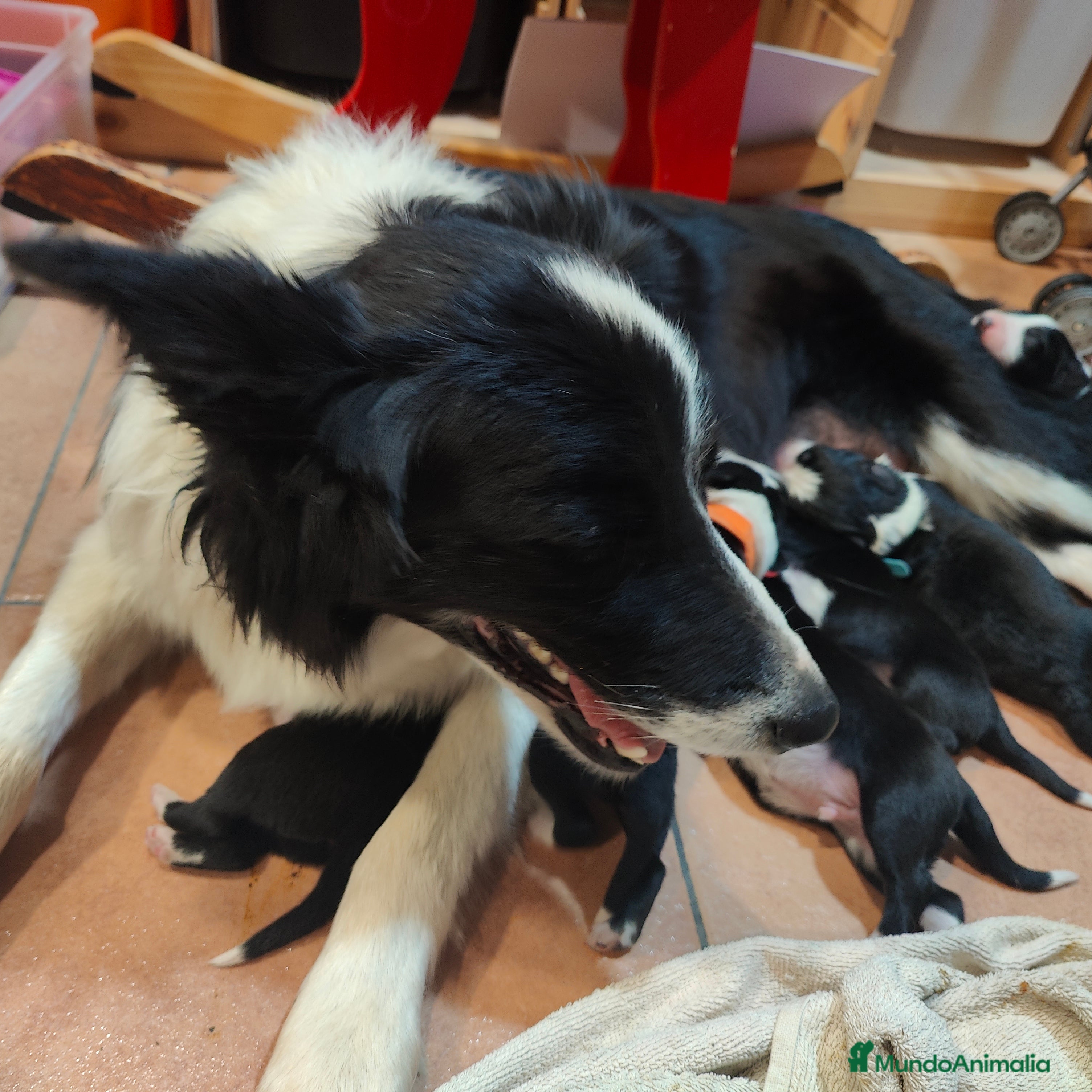 Border Collie perros Border collie blanco/negro disponibles - Anuncio 15