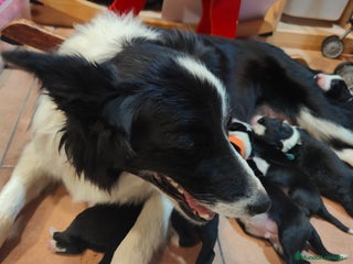 Border Collie perros Border collie blanco/negro disponibles - Anuncio 1