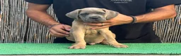 Cane Corso perros en venta: Cachorros de Cane Corso Barcelona - Anuncio 5