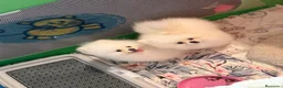 Pomerania perros en venta: Pomerania - Anuncio 4