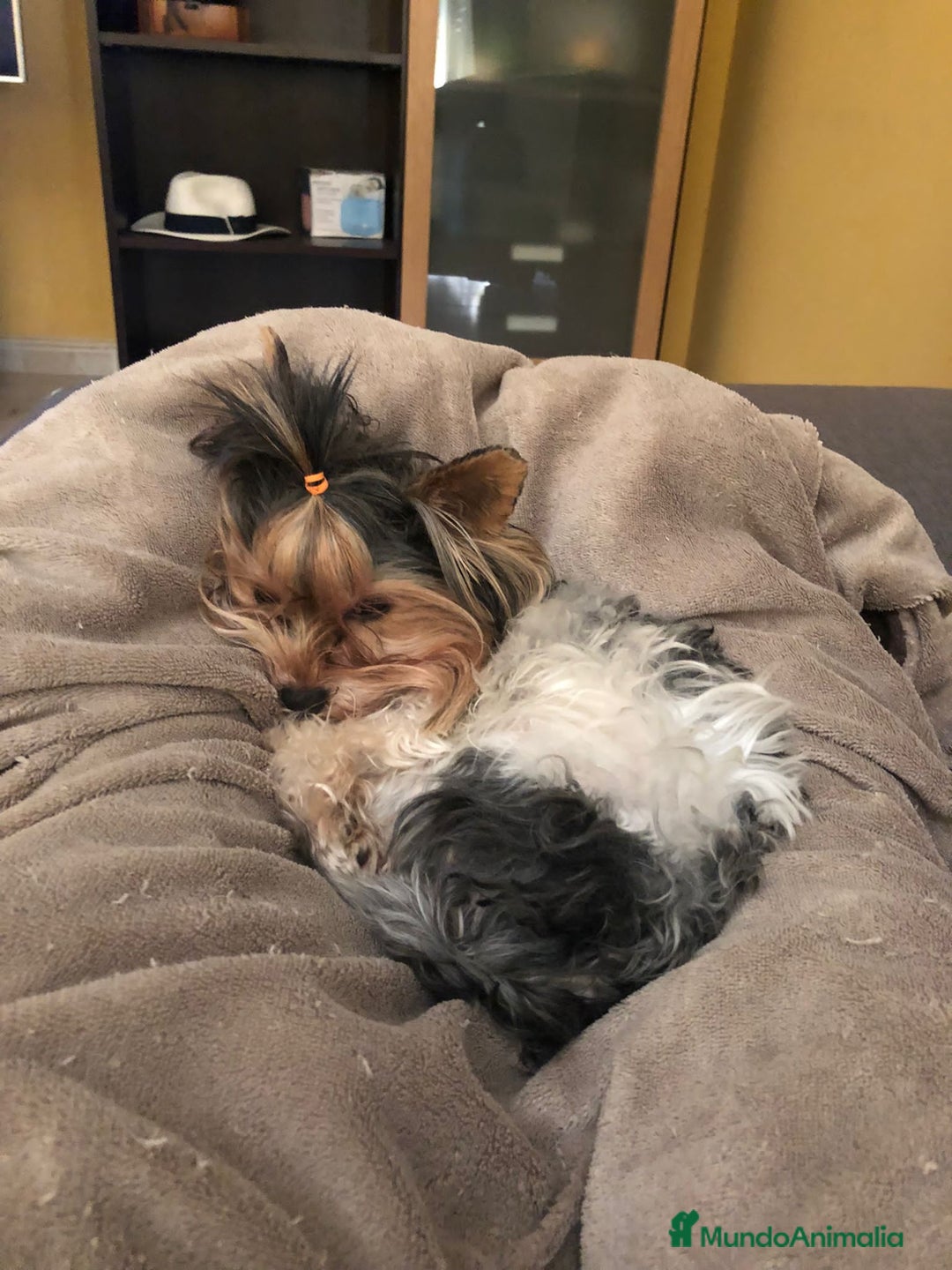 Biewer Yorkshire Terrier a la Pom Pon perros en venta: Biewer yorkshire  - Imagen 6