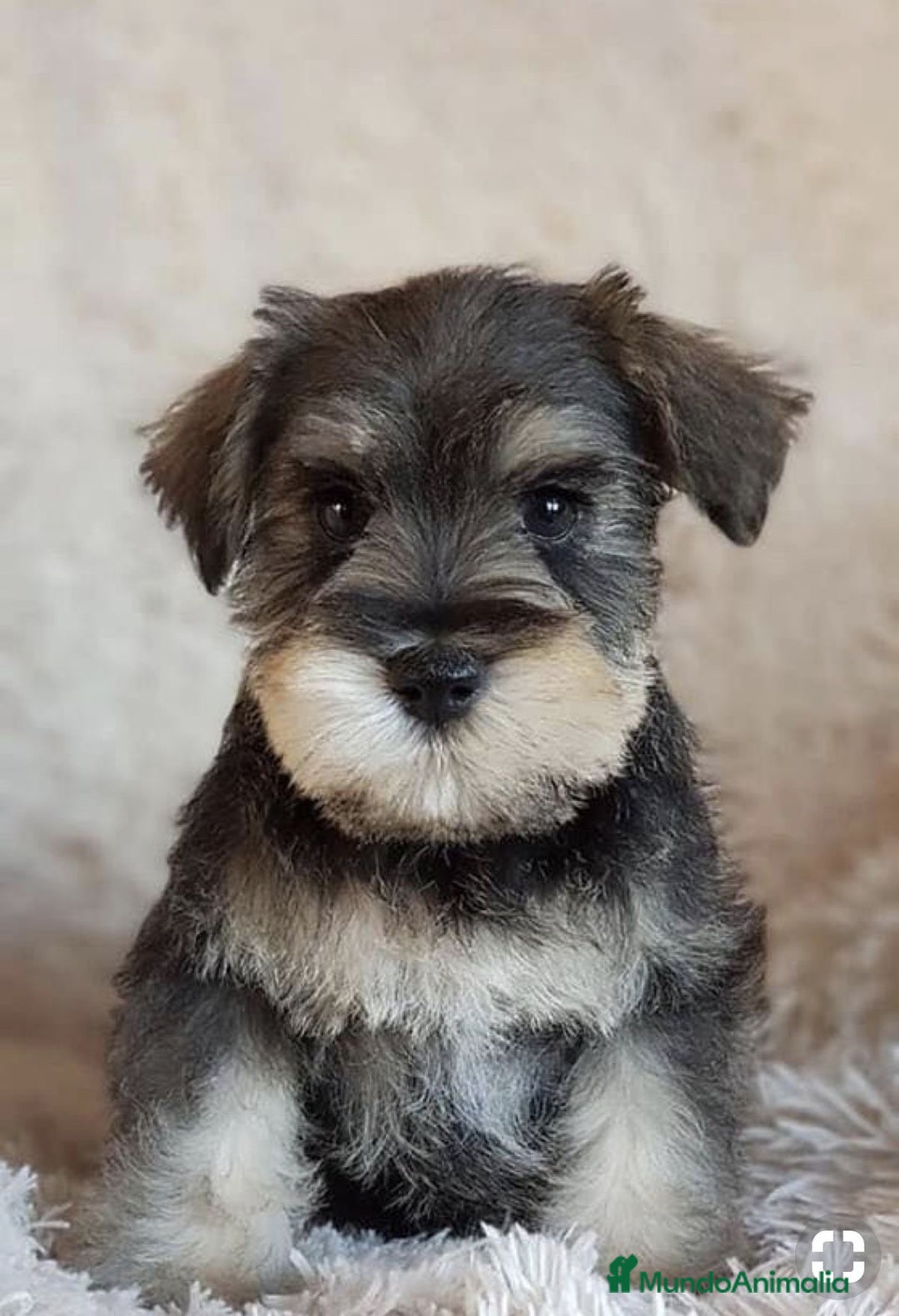 Schnauzer Miniatura perros en venta: PEQUEÑOS SCHNAUZER MINI  - Anuncio 1