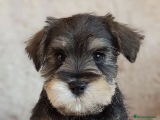 Schnauzer Miniatura perros PEQUEÑOS SCHNAUZER MINI - Anuncio 1