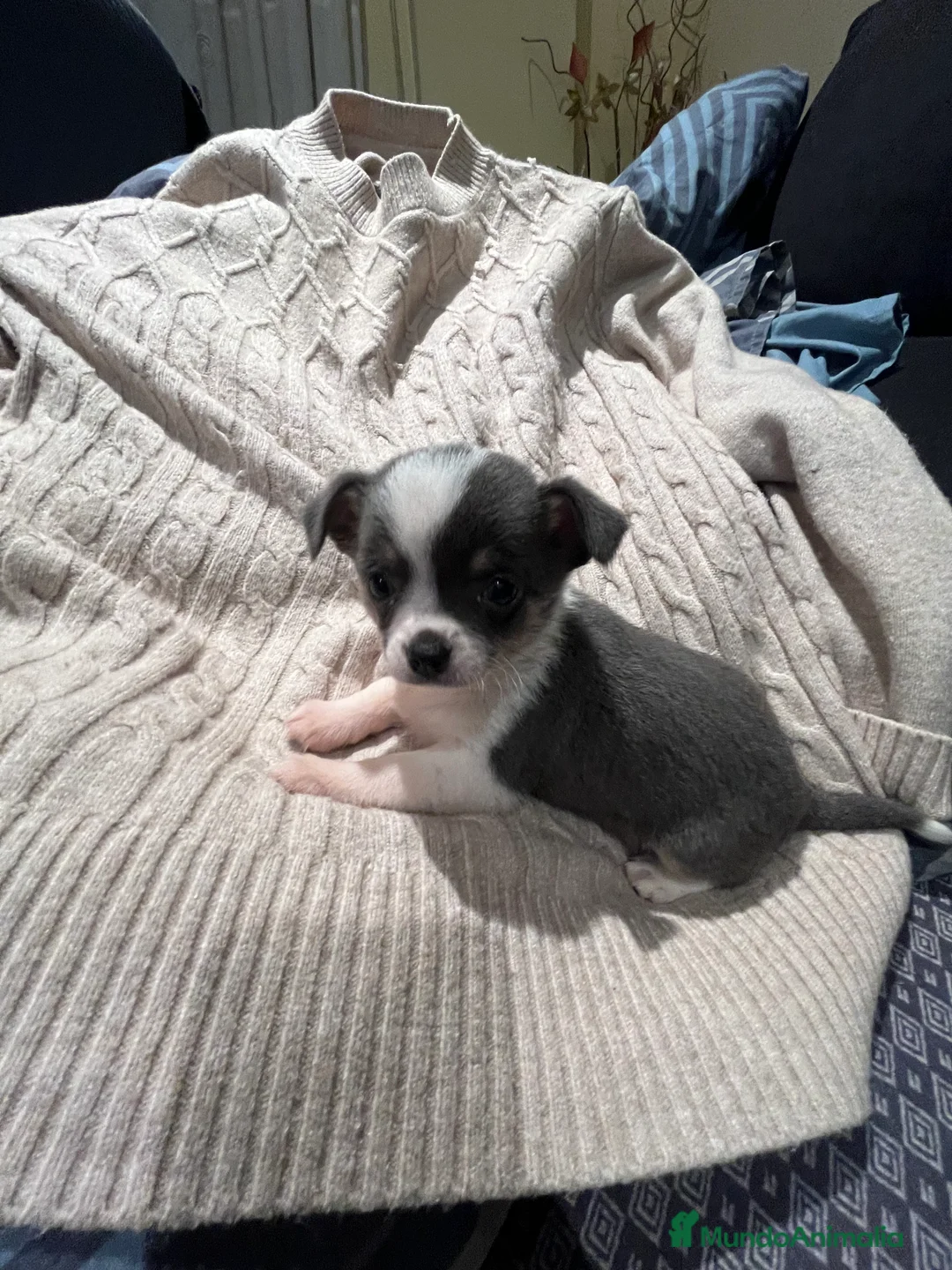 Chihuahua perros en venta: Macho blue - Anuncio 7