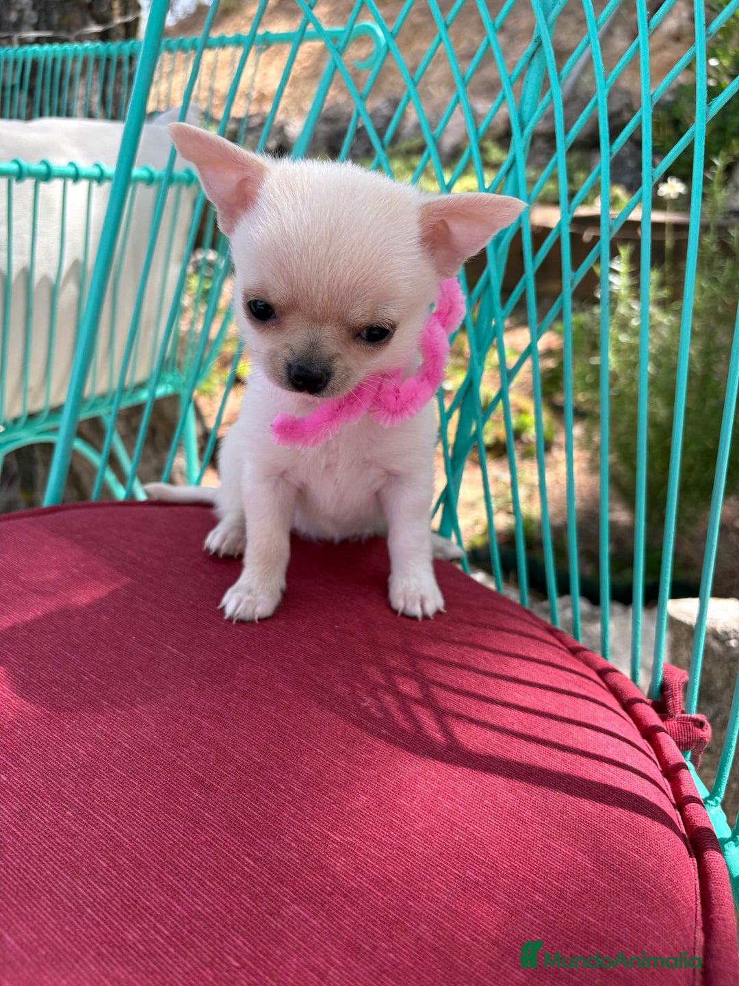 Chihuahua perros en venta: Chihuahua hembra blanca !!! - Anuncio 1