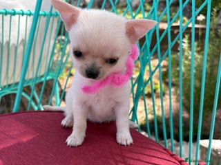 Chihuahua perros Chihuahua hembra blanca !!! - Anuncio 1