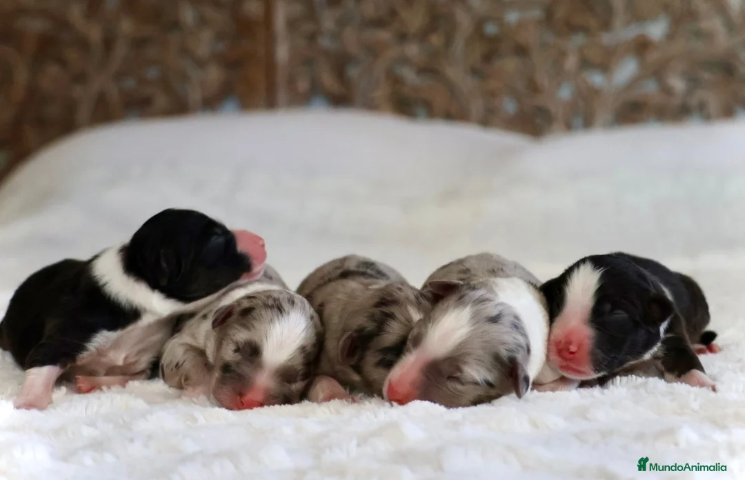 Pastor Australiano perros en venta: Proxima camada pedigree, familiar y con garantías - Anuncio 2