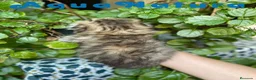 Scottish Fold gatos en venta: Scottish Fold Longhair Hembra AQUANATURA - Anuncio 3