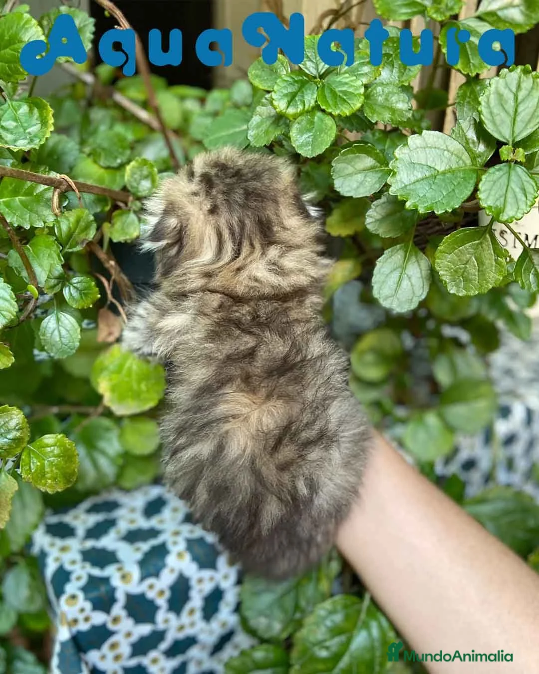 Scottish Fold gatos en venta: Scottish Fold Longhair Hembra AQUANATURA - Anuncio 3
