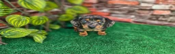 Teckel Miniatura perros en venta: TECKEL MINIATURA ARLEQUIN - Anuncio 1