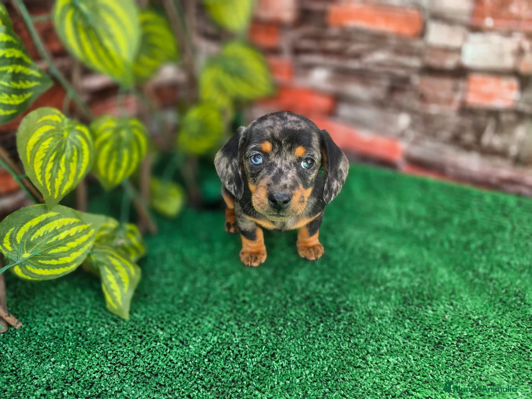 Teckel Miniatura perros en venta: TECKEL MINIATURA ARLEQUIN - Anuncio 1