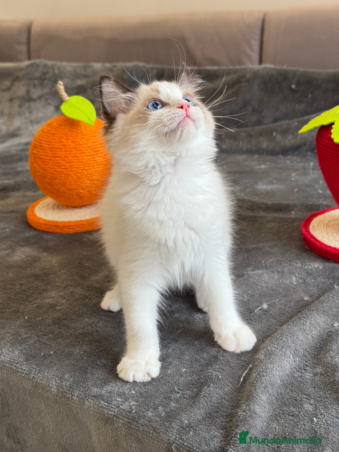 Ragdoll gatos en venta: Gatito Ragdoll - Imagen 15