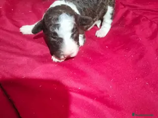 Perro de Agua Español perros Machos bicolor - Anuncio 1