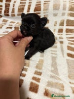 Chihuahua perros Chihuahua mini toy linea rusa - Anuncio 13