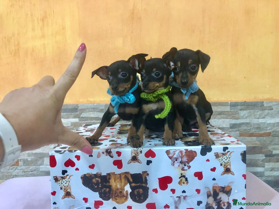 Ratón de Praga perros en venta: Ratón de Praga - Anuncio 2