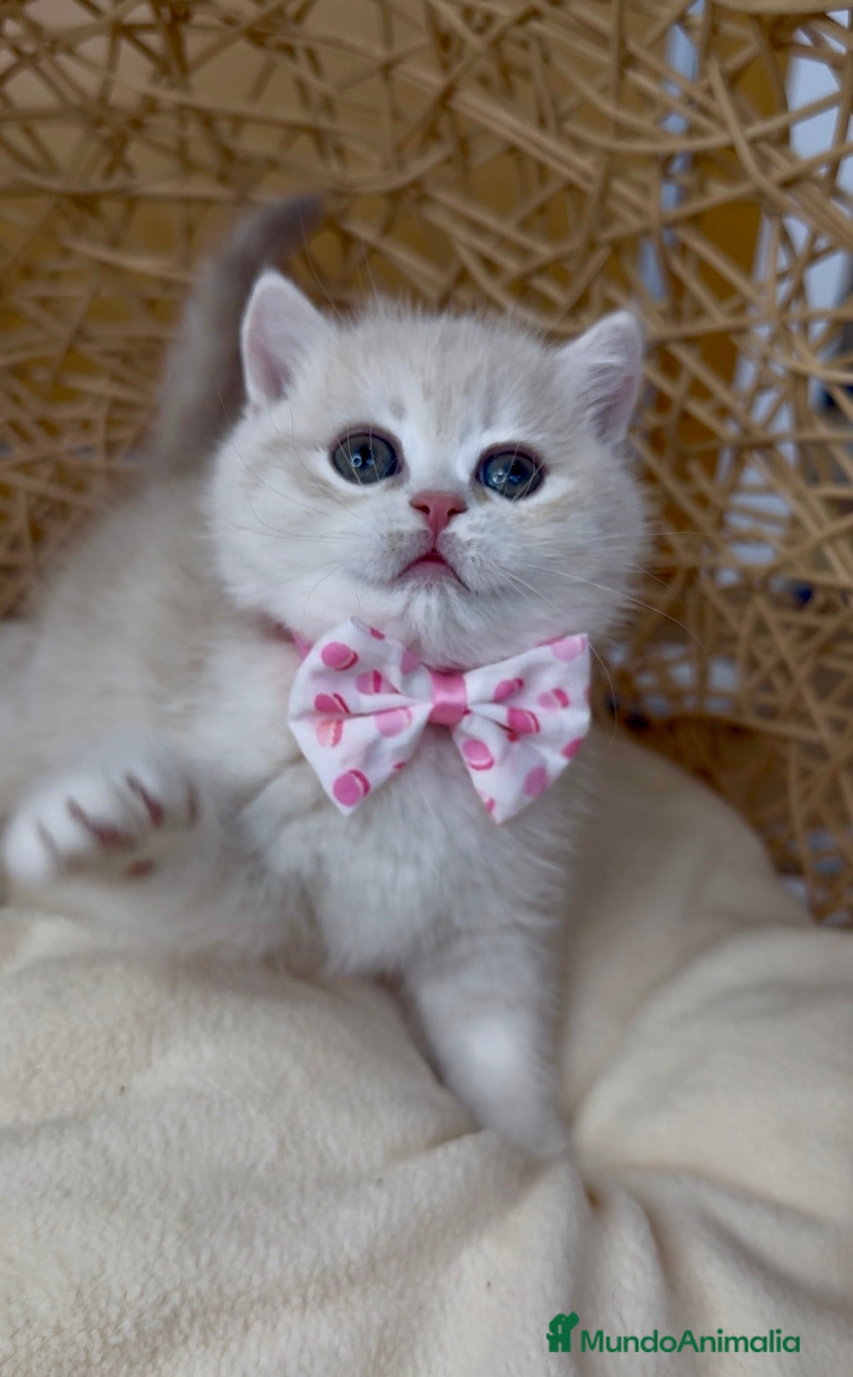 Británico de Pelo Corto gatos ✨ Últimos dos hermanitos disponibles ✨ - Anuncio 1