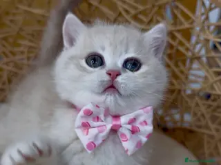 Británico de Pelo Corto gatos ✨ Últimos dos hermanitos disponibles ✨ - Anuncio 5