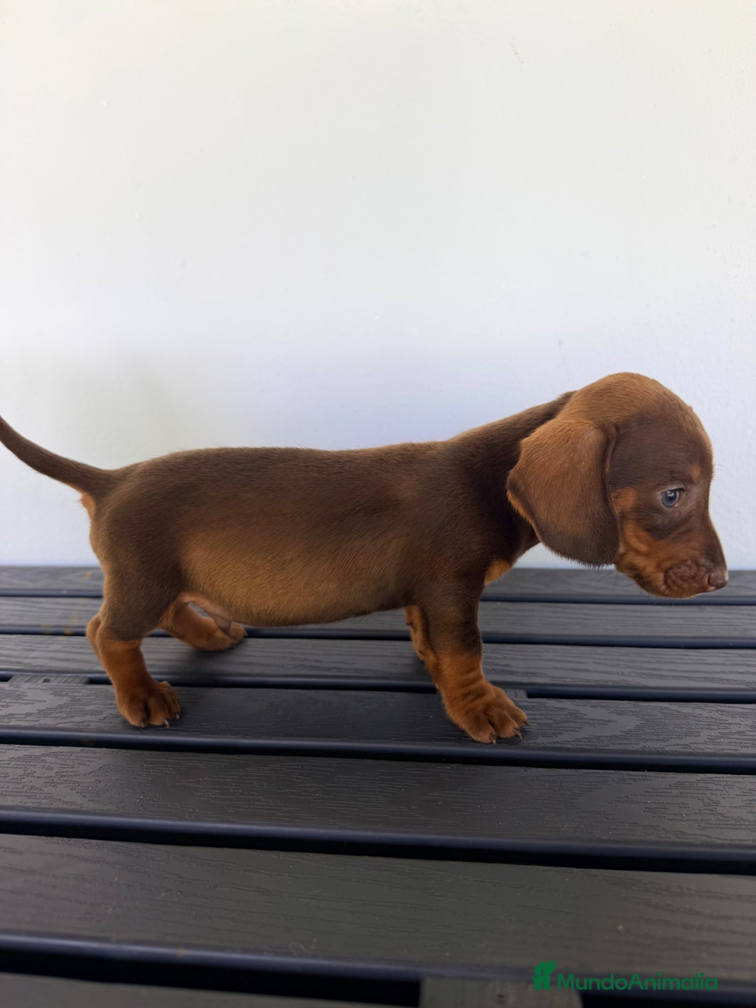 Teckel Miniatura perros TECKEL MINIATURA MACHO - Anuncio 3