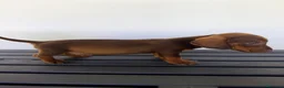 Teckel Miniatura perros en venta: TECKEL MINIATURA MACHO - Anuncio 1