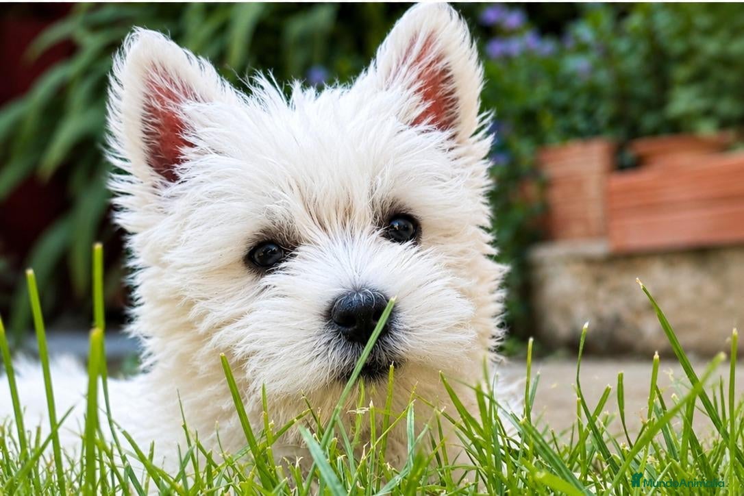West Highland White Terrier perros en venta: West Highland White Terrier (Westy) - Anuncio 2