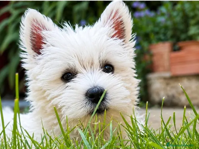 West Highland White Terrier perros en venta: West Highland White Terrier (Westy) - Anuncio 2