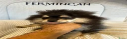Pomerania perros en venta: CACHORRO POMERANIA - Anuncio 6