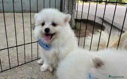 Pomerania perros en venta: Pomerania camada blanco  - Imagen 6