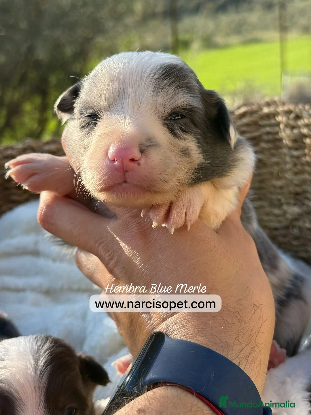 Border Collie perros en venta: BORDER COLLIE BLUE MERLE HEMBRA - Anuncio 1