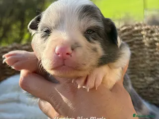 Border Collie perros BORDER COLLIE BLUE MERLE HEMBRA - Anuncio 4