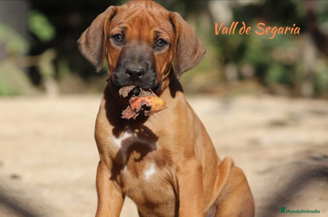 Imagen de galería {{count}}