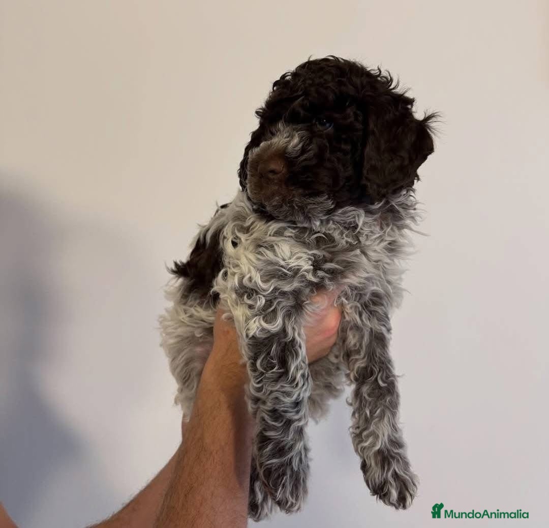 Perro de Agua Español perros PERRO DE AGUA LISTOS PARA ENTREGAR  - Anuncio 2