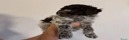 Perro de Agua Español perros en venta: PERRO DE AGUA LISTOS PARA ENTREGAR  - Anuncio 2