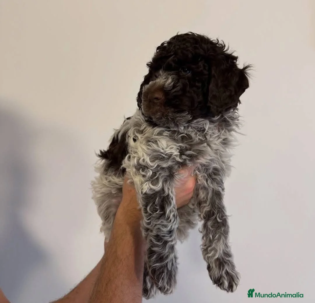 Perro de Agua Español perros en venta: PERRO DE AGUA LISTOS PARA ENTREGAR  - Anuncio 2
