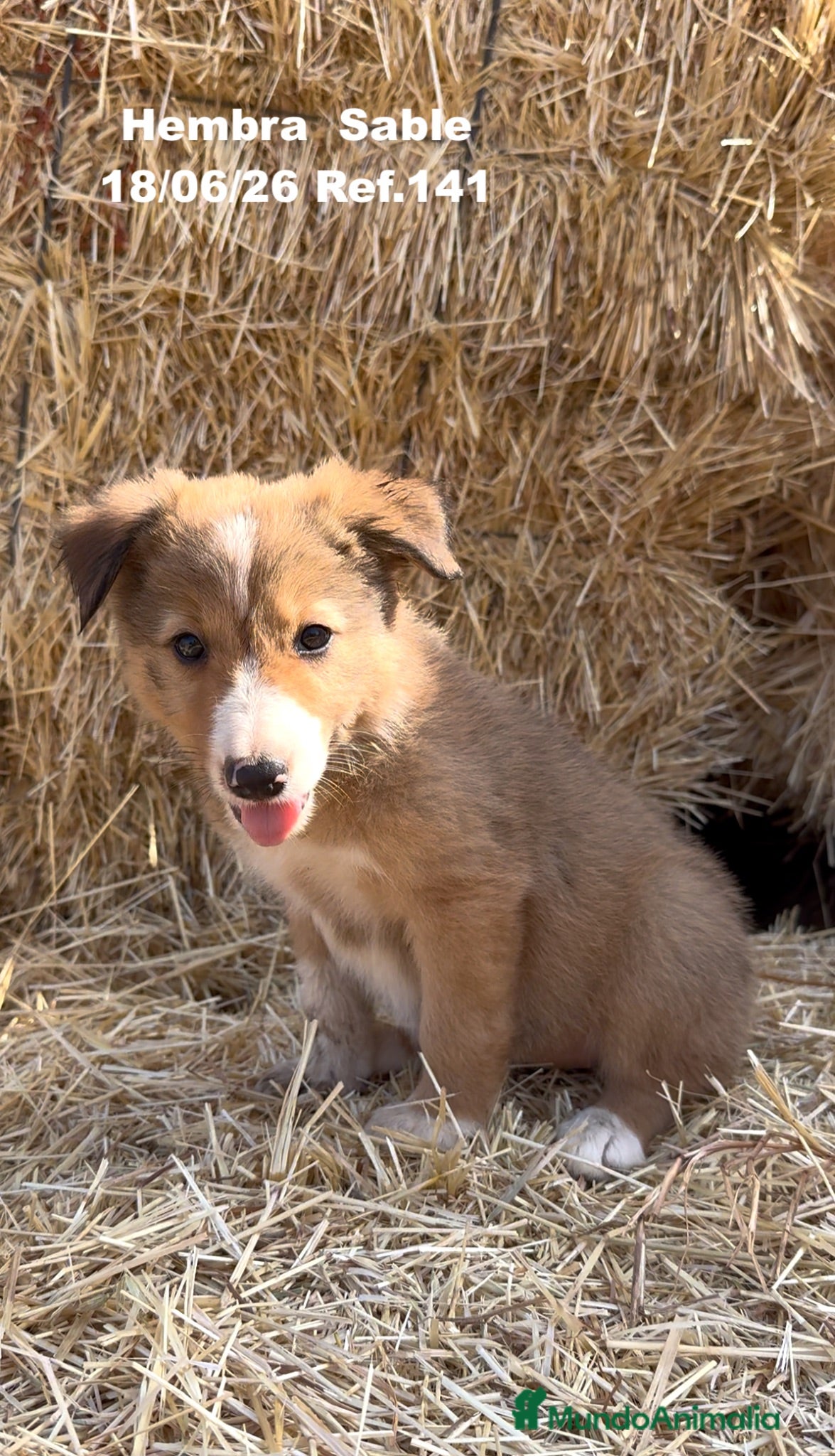 Border Collie perros BORDER COLLIE DE VILLA BIZNAGA - Anuncio 4