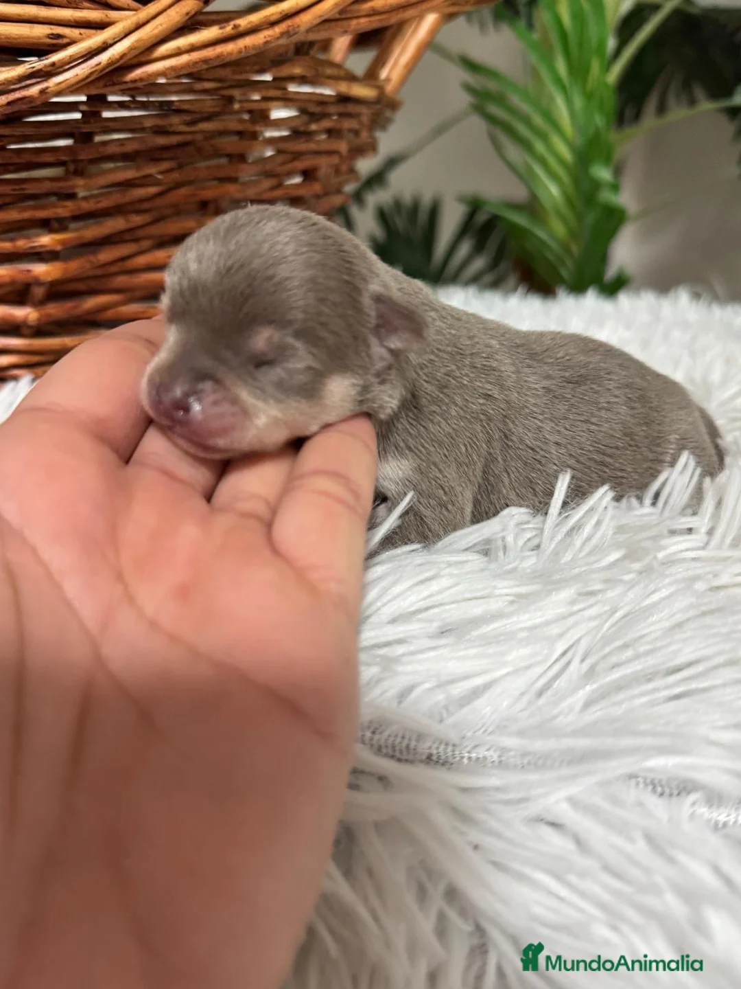 Chihuahua perros en venta: CHIHUAHUA HEMBRA  - Anuncio 3