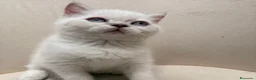 Brasileño de Pelo Corto gatos en venta: British Short Hair  - Anuncio 3