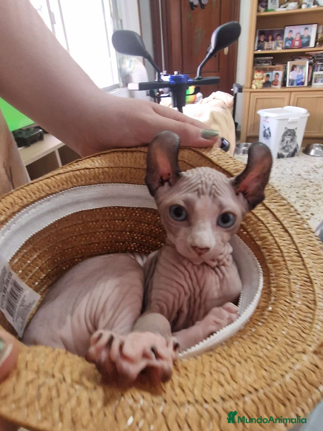 Otras razas gatos en venta: Elfos Hembra. Calidad y selección  - Imagen 3