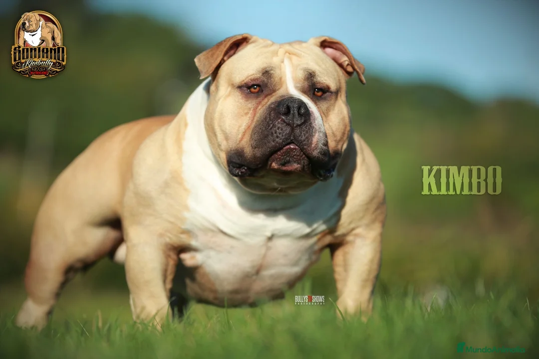 American Bully perros en venta: AMERICAN BULLY MERLE SANGRE DIRECTA CHAMPION KIMBO en Sevilla - Anuncio 2