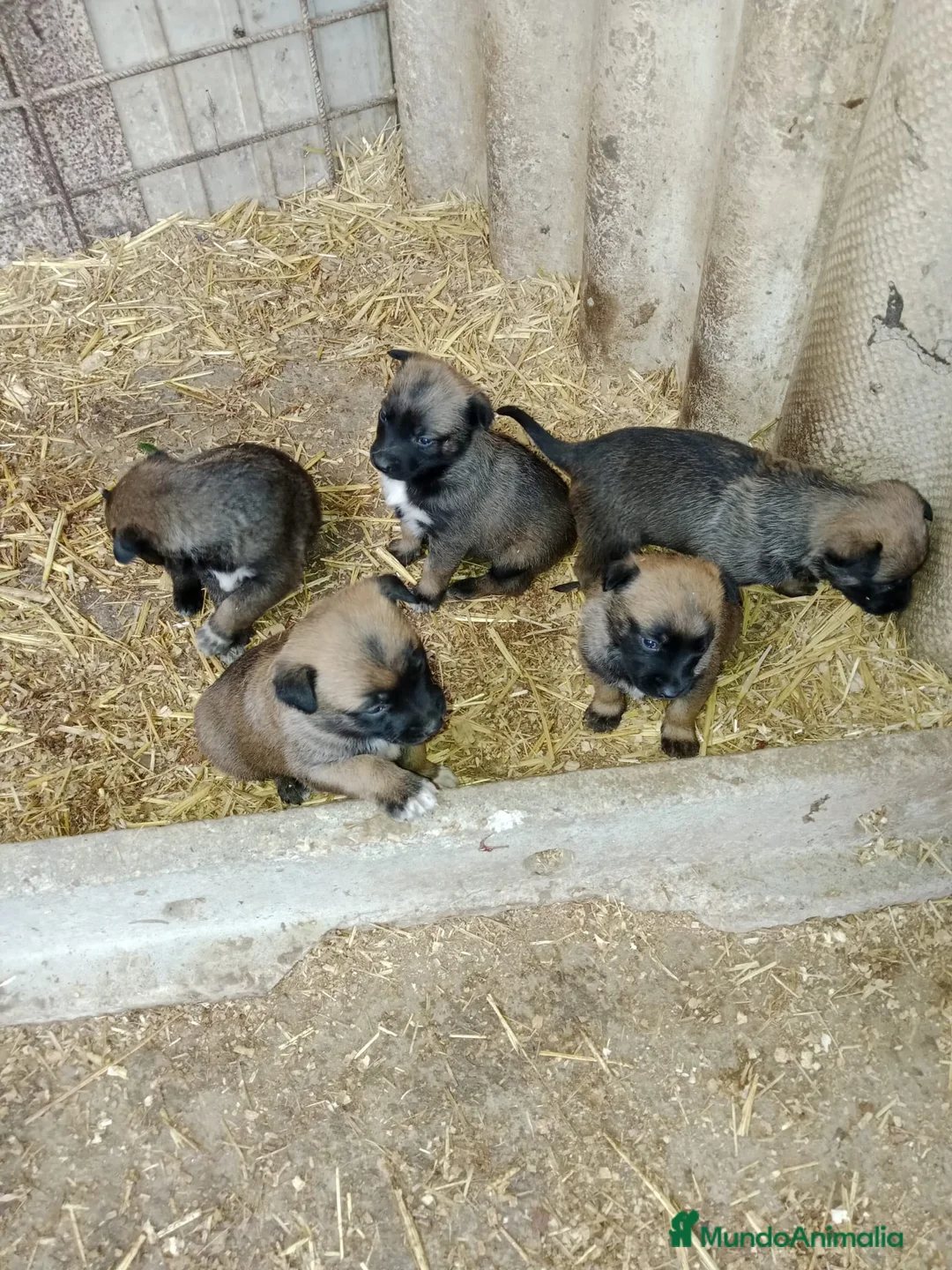 Pastor Belga Malinois perros en venta: CACHORROS PASTOR BELGA MALINOIS  - Anuncio 7