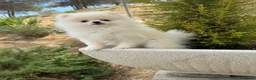 Pomerania perros en venta: Pomerania lista para entregar !!!! - Anuncio 2