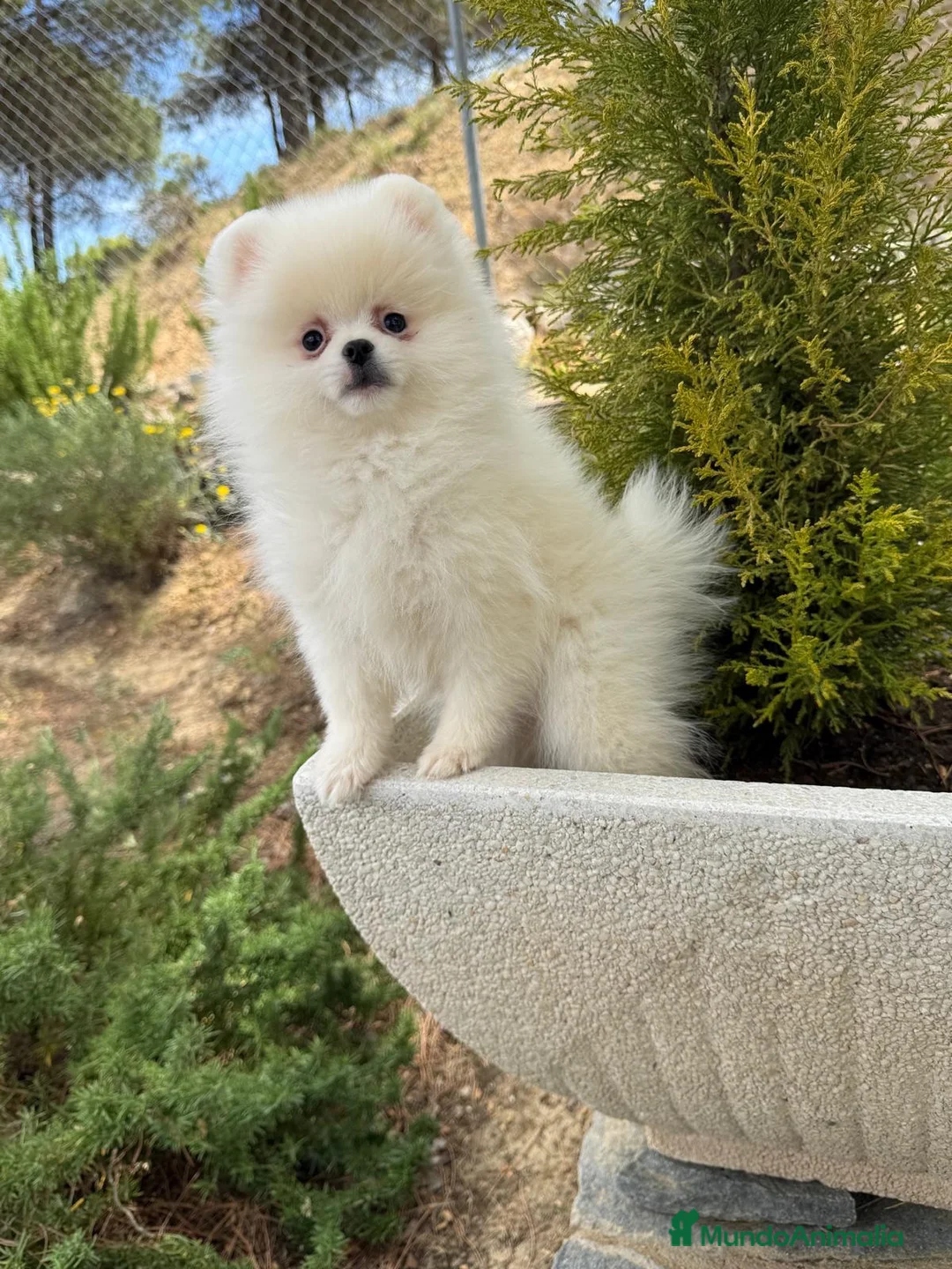 Pomerania perros en venta: Pomerania lista para entregar !!!! - Anuncio 2