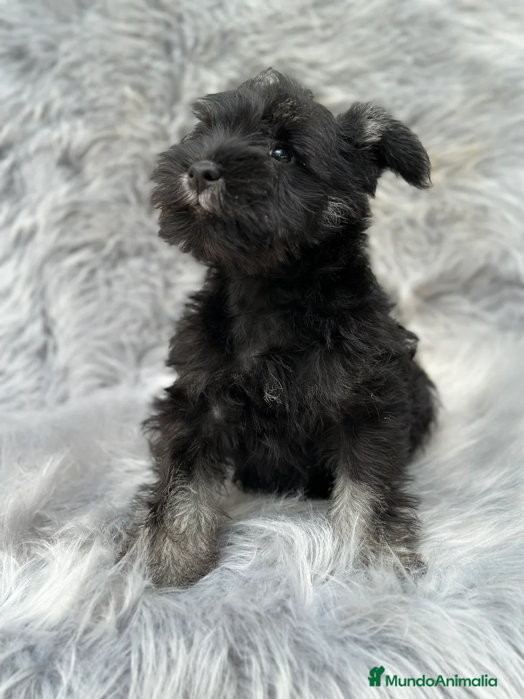 Schnauzer Miniatura perros en venta: SCHNAUZER NEGRO Y PLATA CALIDAD en Barcelona - Anuncio 2