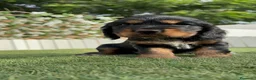 Cocker Spaniel Inglés perros en venta: COCKER SPANIEL INGLÉS  - Anuncio 11