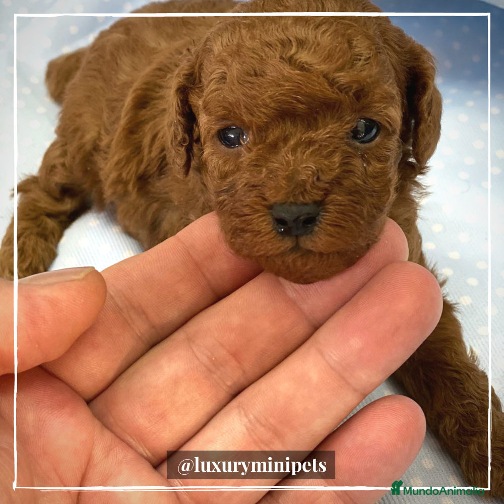 Caniche Toy perros Camada de Caniche de padres toy en Madrid - Anuncio 2
