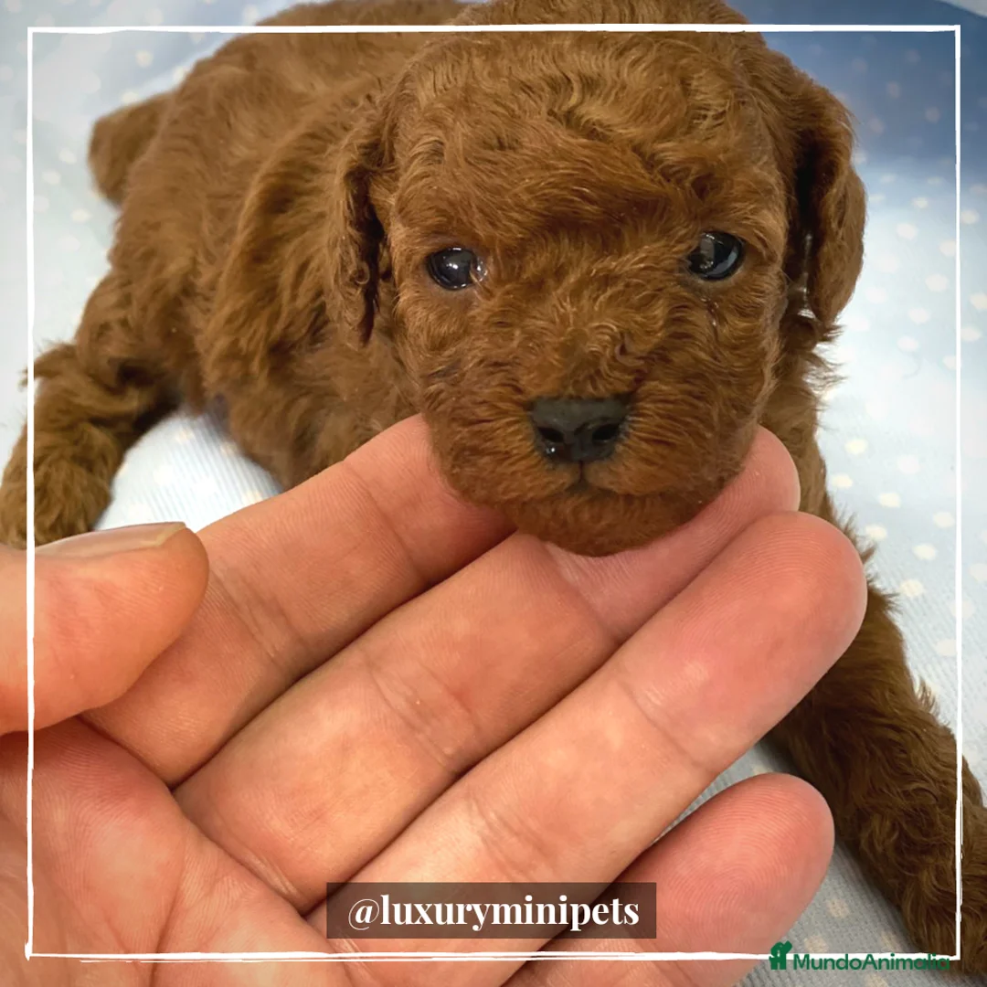 Caniche Toy perros en venta: Camada de Caniche de padres toy en Madrid - Anuncio 2