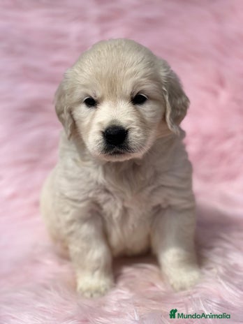 Golden Retriever perros en Barcelona - Anuncio 12