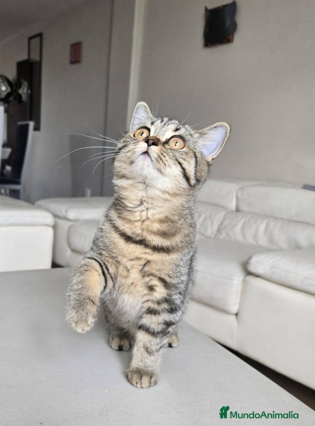 Británico de Pelo Largo gatos en venta: gatos british long hair - Anuncio 3