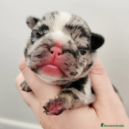 Imagen de galería {{count}}