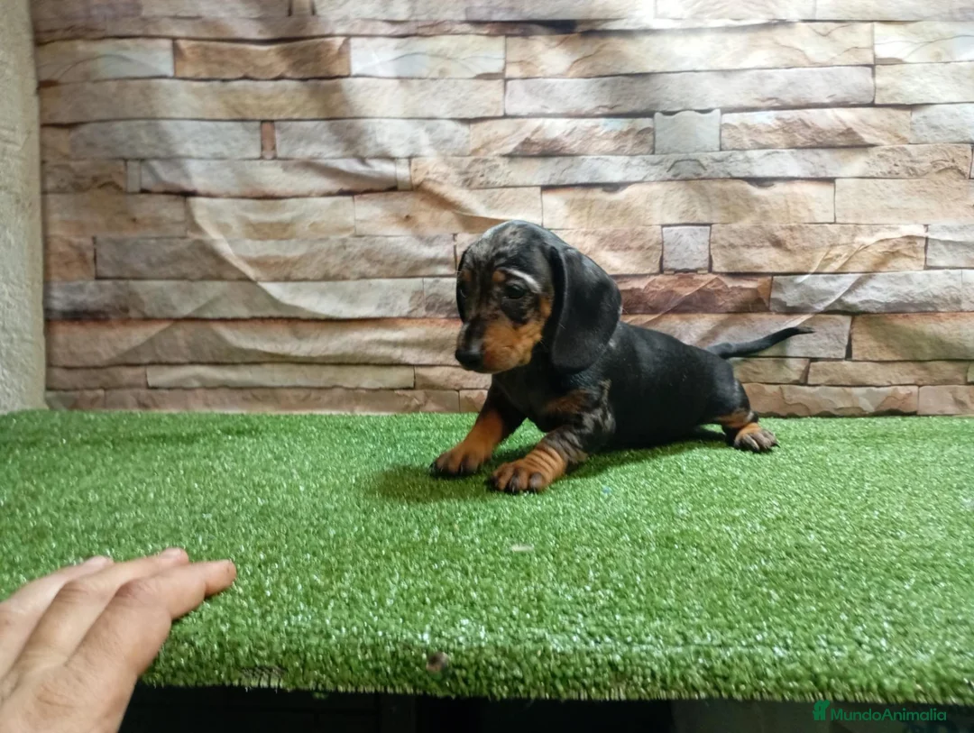 Teckel Miniatura perros en venta: TECKEL MINI - Anuncio 2