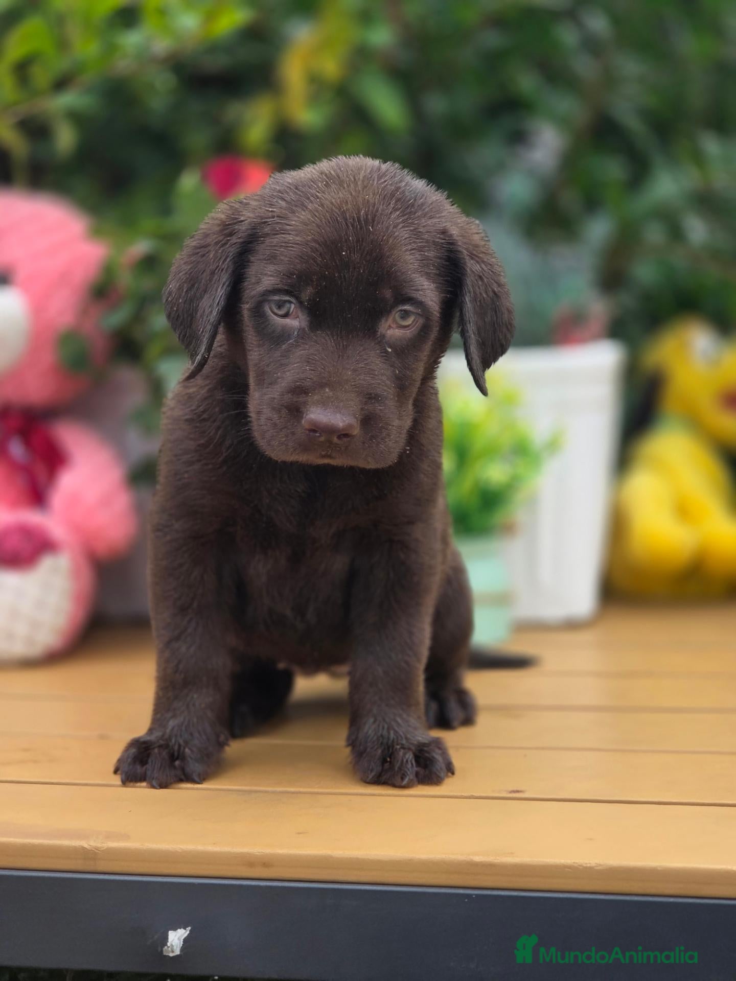 Labrador Retriever perros Preciosa camada labrador chocolate  - Anuncio 1